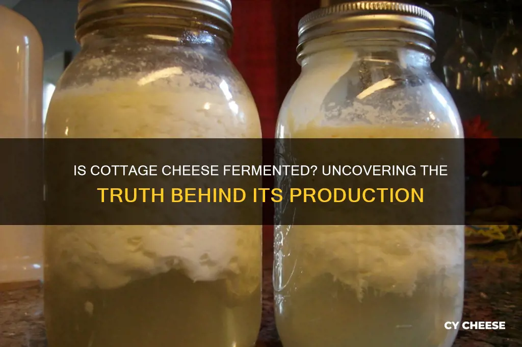 does cottage cheese fermented