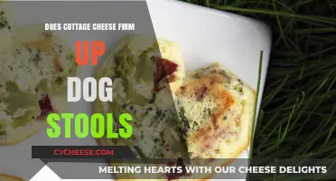 Cottage Cheese for Dogs: Can It Firm Up Loose Stools?