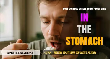 Cottage Cheese in Stomach: Myth or Milk's Unexpected Transformation?