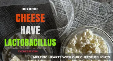 Cottage Cheese and Lactobacillus: Unveiling the Probiotic Connection