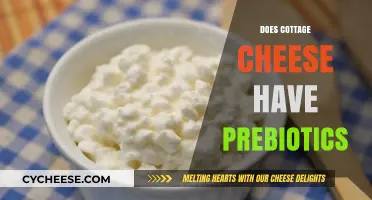 Cottage Cheese and Gut Health: Exploring Its Prebiotic Potential