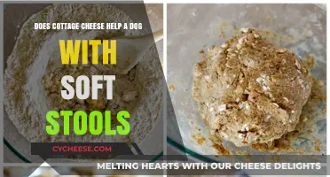 Can Cottage Cheese Firm Up Your Dog's Soft Stools? Find Out