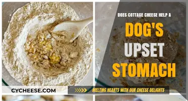 Cottage Cheese for Dogs: A Gentle Remedy for Upset Stomachs?
