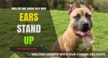 Can Cottage Cheese Help Your Dog’s Ears Stand Up?