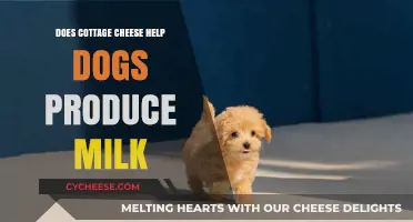 Can Cottage Cheese Boost Milk Production in Nursing Dogs?
