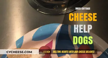 Can Dogs Eat Cottage Cheese? Benefits and Risks Explained