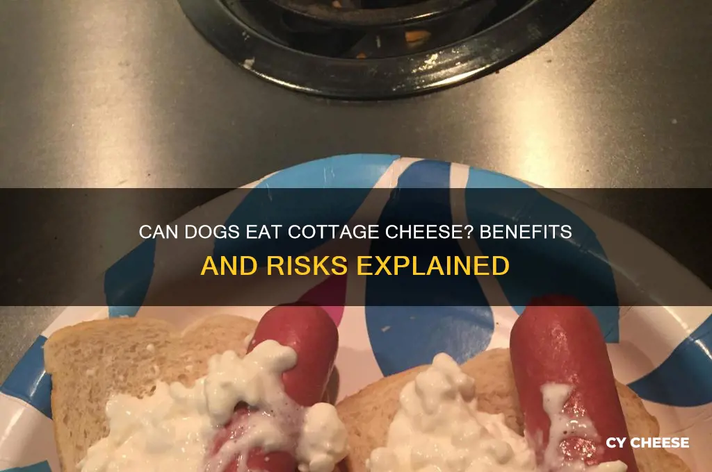 does cottage cheese help dogs