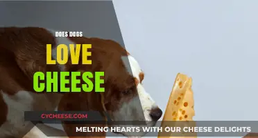 Do Dogs Love Cheese? Exploring Canine Cravings and Dairy Delights