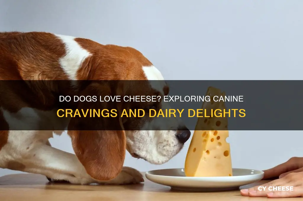 does dogs love cheese