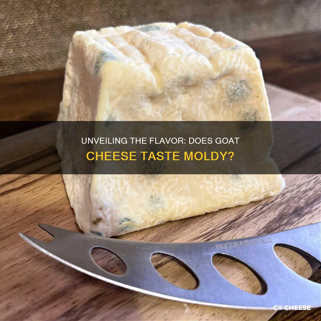 does goat cheese taste moldy