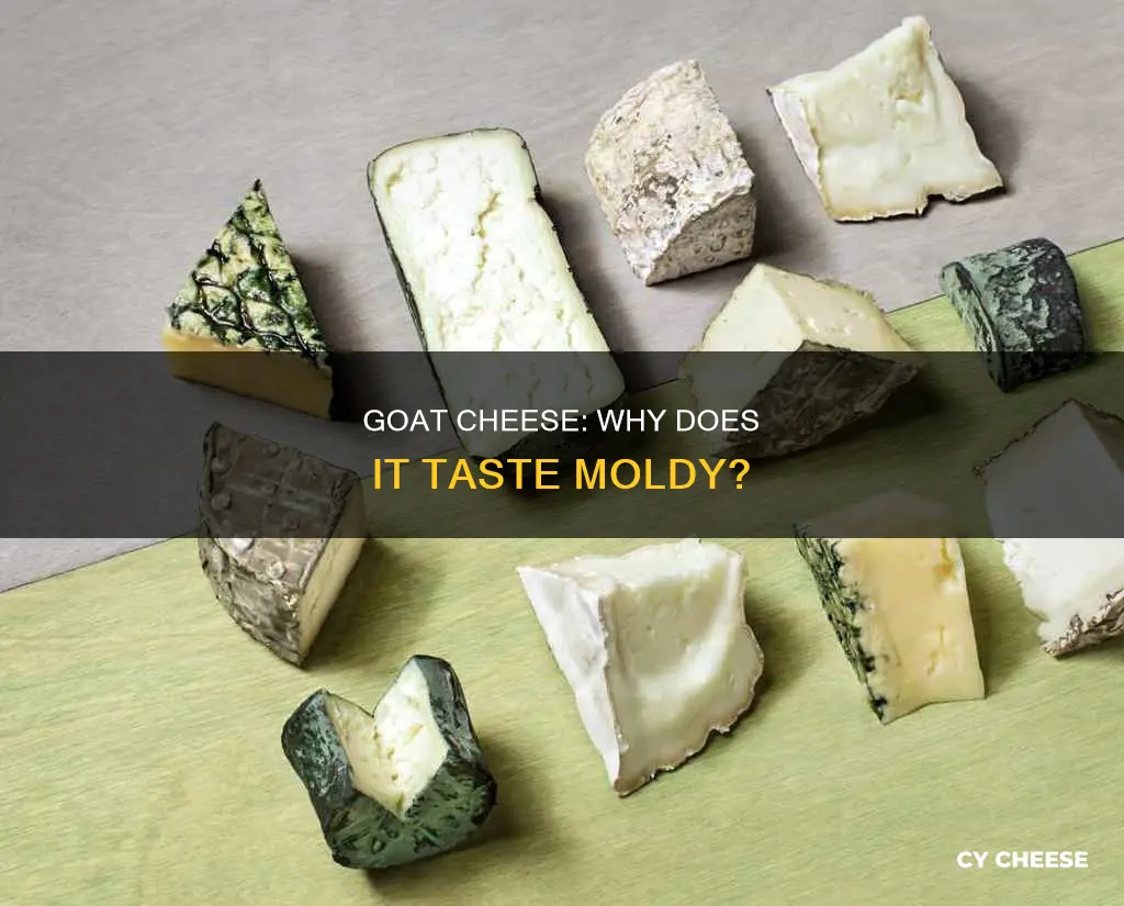 does goat cheese taste moldy