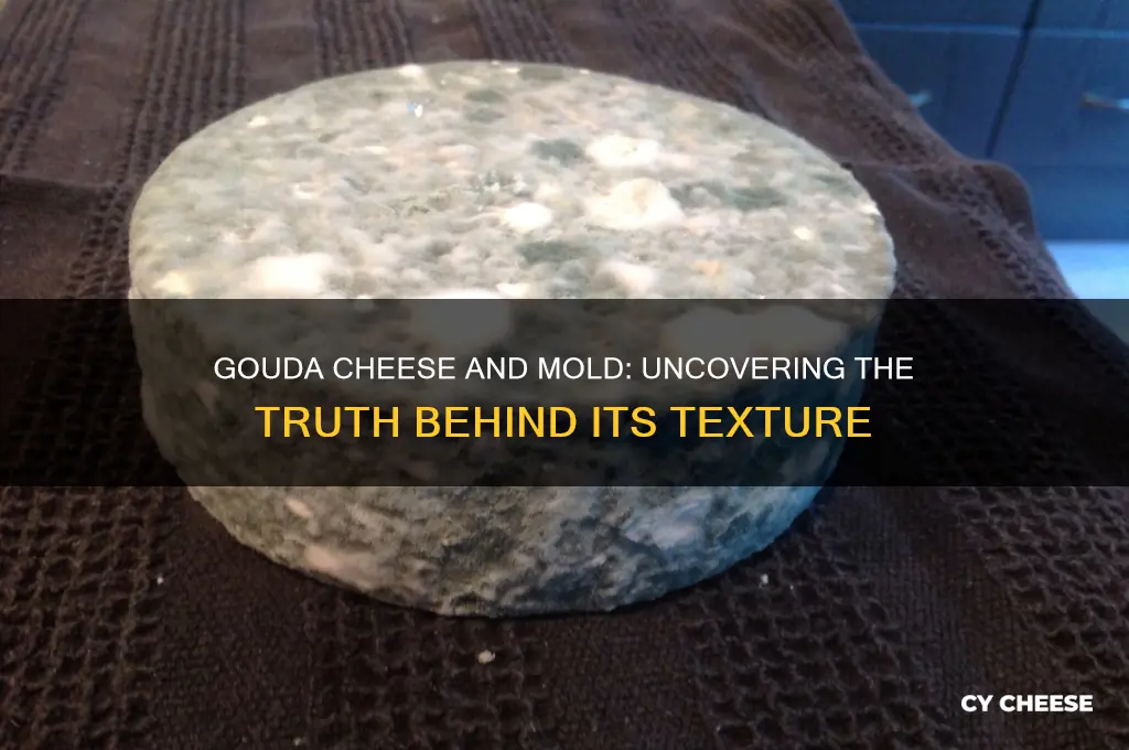 does gouda cheese have mold