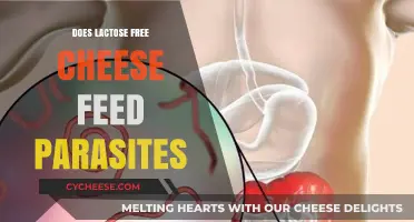 Lactose-Free Cheese: Parasite Paradise or Not?