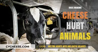 Does Making Cheese Hurt Animals? Exploring Dairy's Impact on Livestock