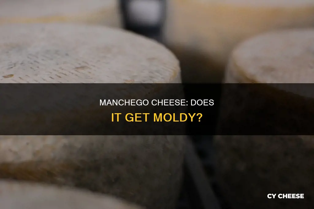 does manchego cheese get mold mold