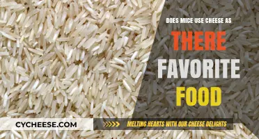 Cheese: A Mouse's Favorite Food?