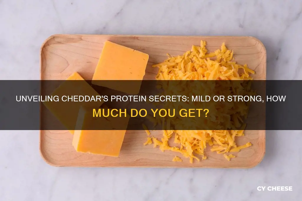 does mild cheddar cheese have protein