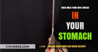Does Milk Turn into Cheese in Your Stomach? Unraveling the Myth