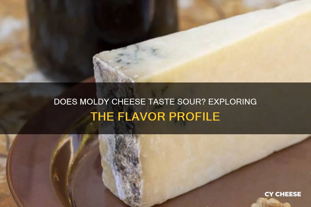 does modly cheese taste sour
