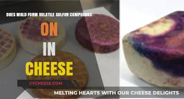 Mold's Role in Creating Volatile Sulfur Compounds in Cheese: Unveiling the Science