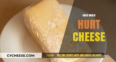 Does Mold on Cheese Pose a Health Risk or Enhance Flavor?