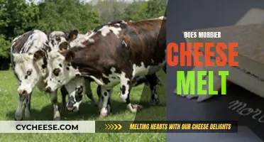 Morbier Cheese Melting: The Art of Delicious Transformation