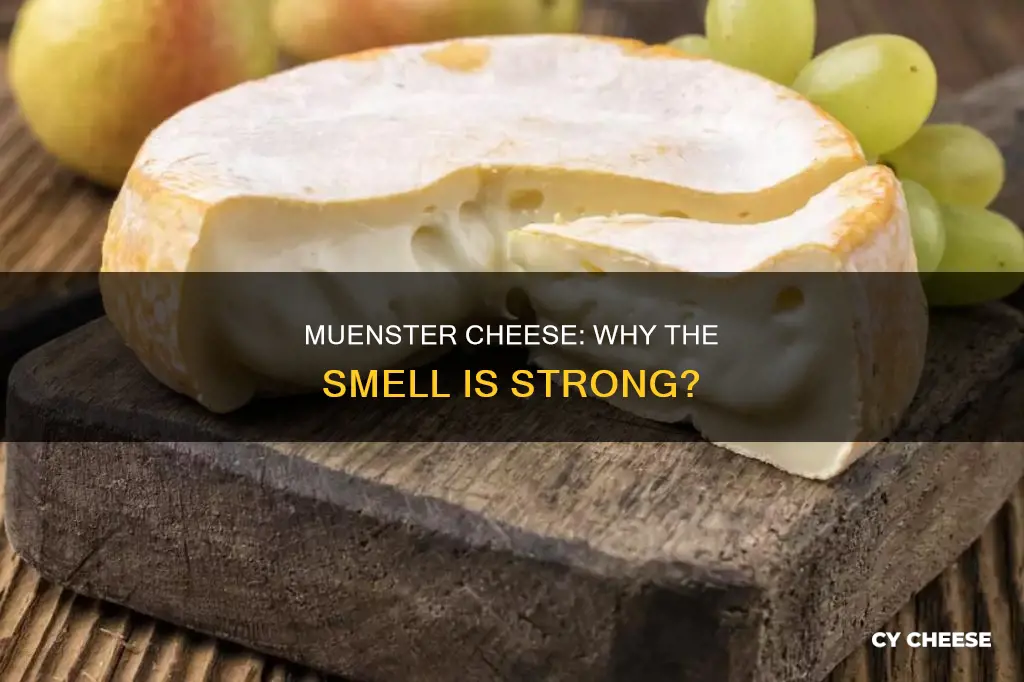 does muenster cheese smell bad