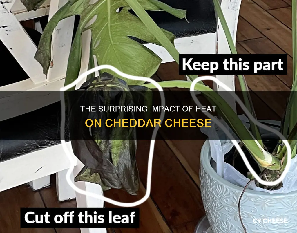 does overheating cheddar cheese damages it