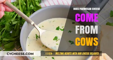 Parmesan Cheese: What Animal Does It Come From?