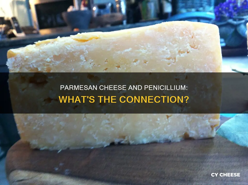 does parmesan cheese have penicillium