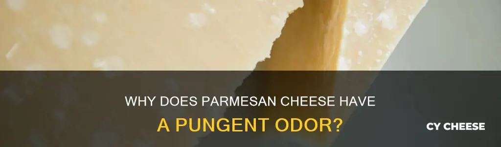 does parmesan cheese smell bad