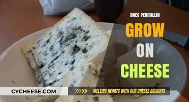 Can Penicillin Grow on Cheese? Unraveling the Fungal Mystery