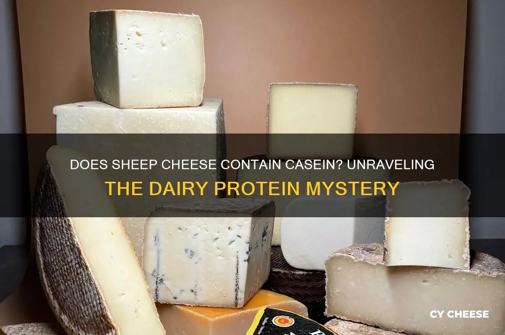 does sheep cheese contain casein