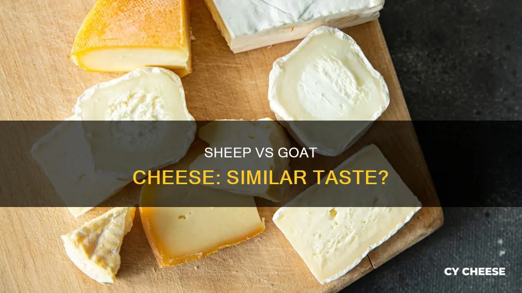 does sheep cheese taste like goat cheese