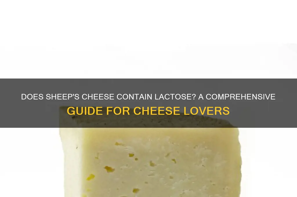 does sheeps cheese have lactose