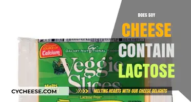 Is Soy Cheese Lactose-Free? A Guide for Dairy-Sensitive Diets