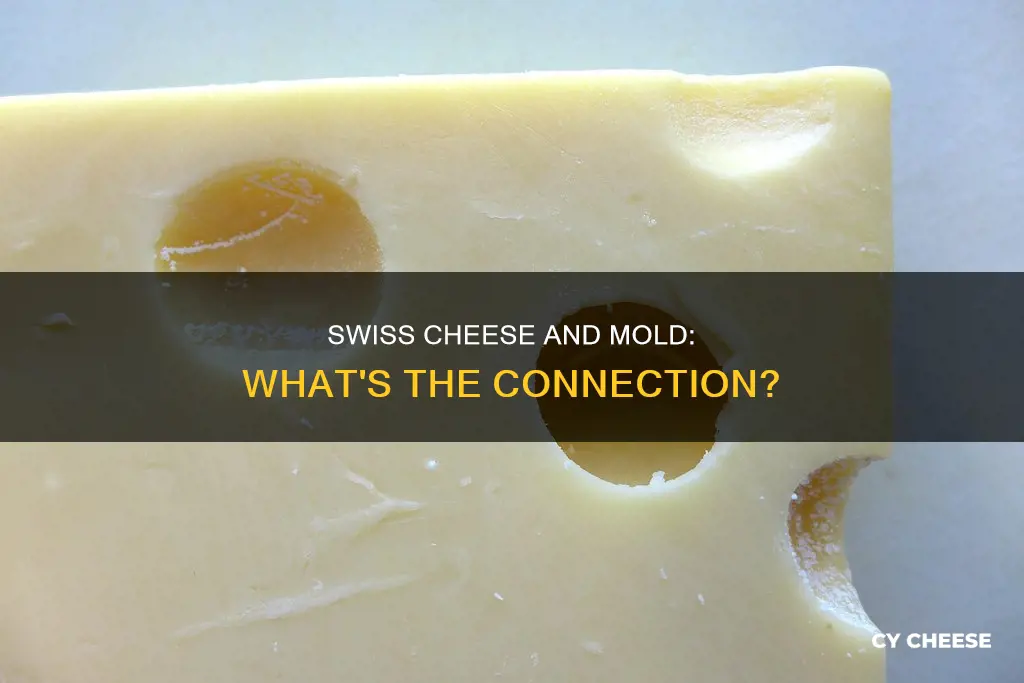 does swiss cheese contain mold