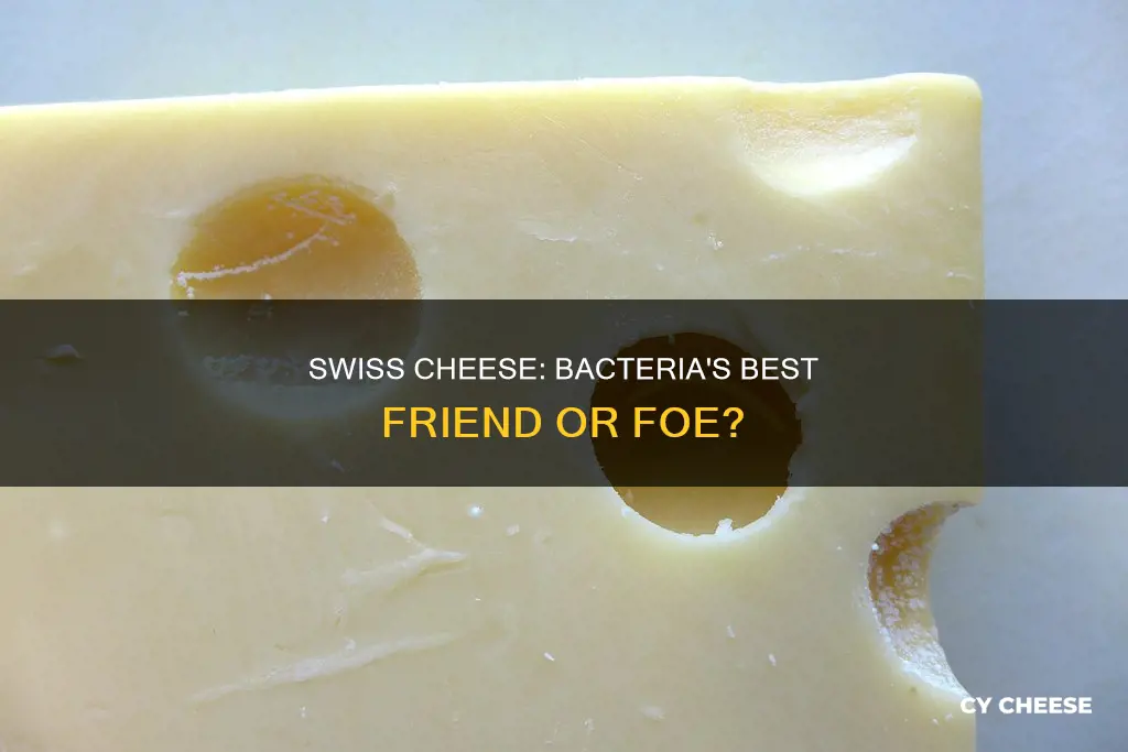 does swiss cheese have bacteria