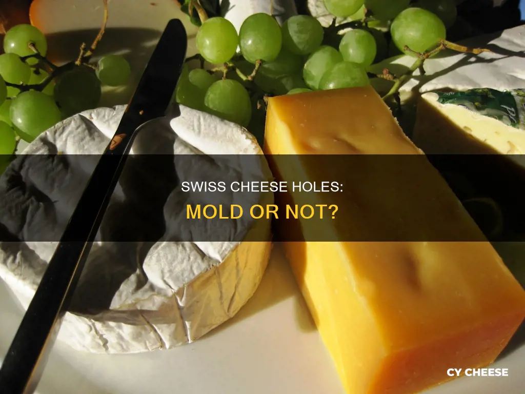 does swiss cheese have holes from mold