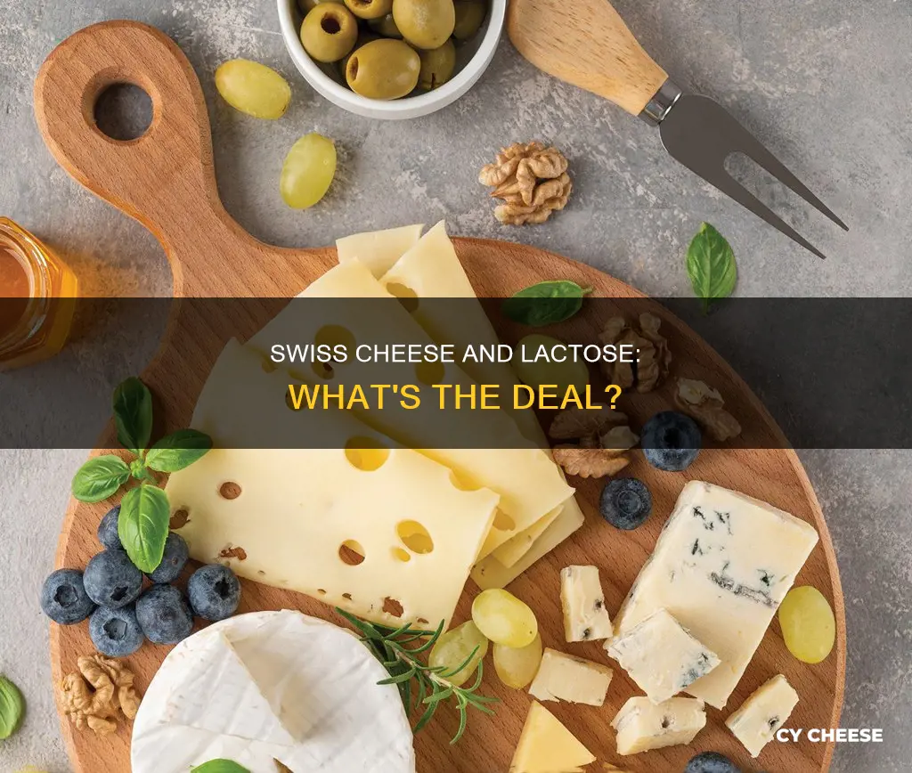 does swiss cheese have kactose