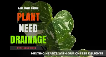 Swiss Cheese Plant: Drainage Requirements for Healthy Growth
