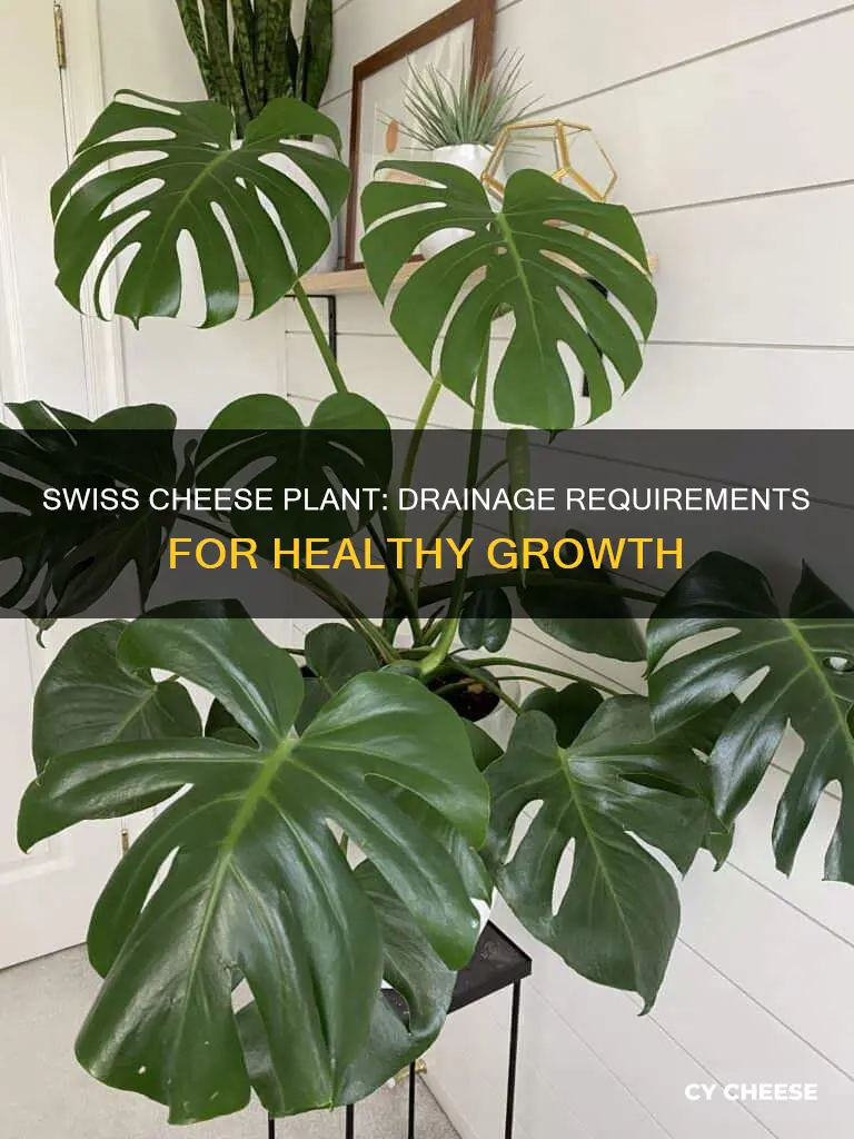 does swiss cheese plant need drainage