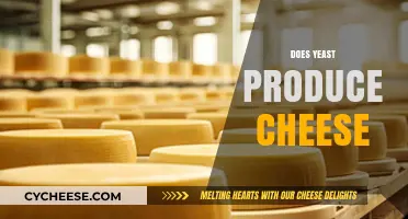 Can Yeast Make Cheese? Unraveling the Myth and Science Behind It