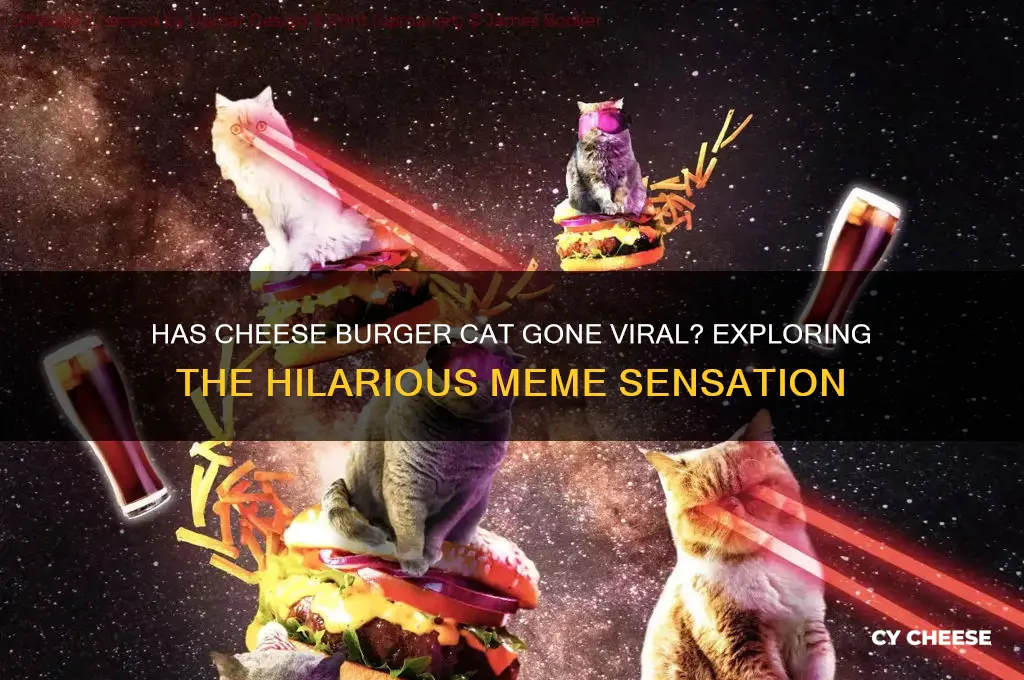 has cheese burger cat