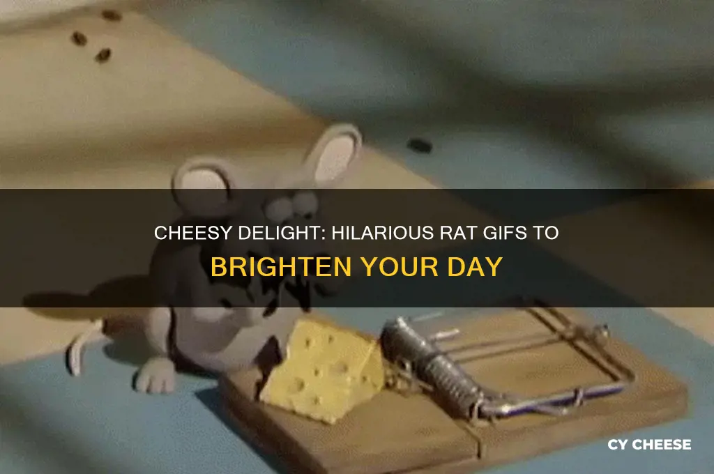 have some cheese rat gif