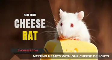 Cheesy Delight: Why Rats Love Cheese and How to Share Safely