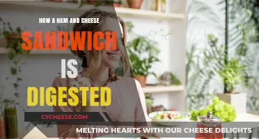 From Bite to Body: The Digestive Journey of a Ham and Cheese Sandwich