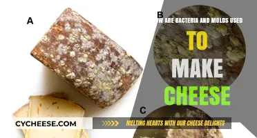 Cheese's Microbiome: Bacteria and Molds in Action