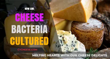 Cultivating Cheese Bacteria: A Deep Dive into Fermentation Techniques