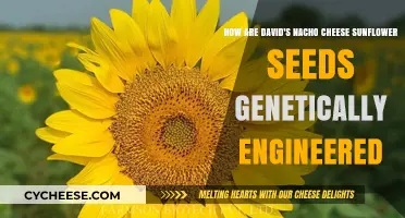 Unraveling the Genetic Engineering Behind David's Nacho Cheese Sunflower Seeds